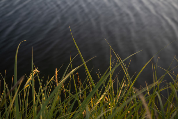 靠近湖背景的草图片下载