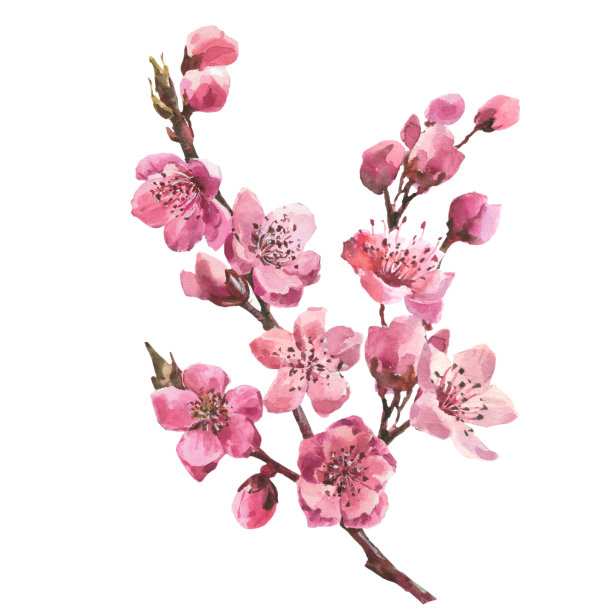 水彩画枝樱，桃红樱桃树，花集孤立在白色的背景。图片下载