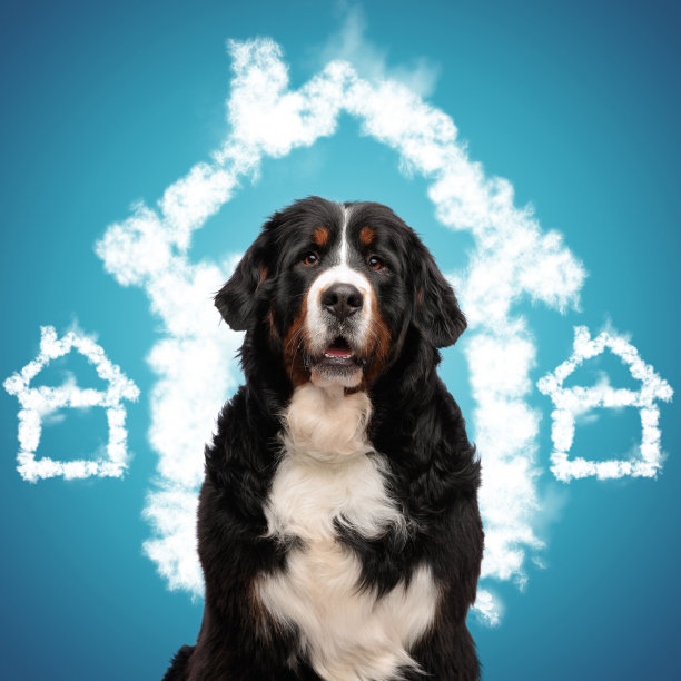 可爱的伯纳牧羊犬气喘吁吁，寻找一个充满爱的家庭图片下载