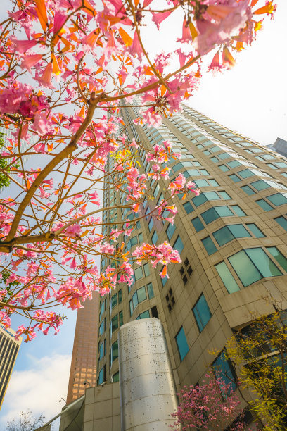 春天来了。盛开的薰衣草喇叭树和洛杉矶的天际线。图片下载