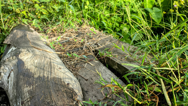 草地和小河之间的木桥图片下载