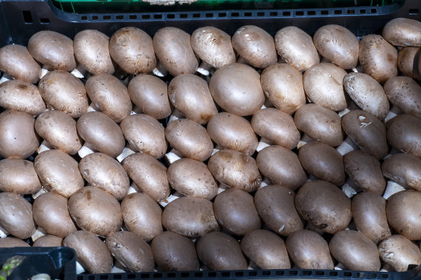 农贸市场上的新鲜白色纽扣蘑菇。食物。图片下载