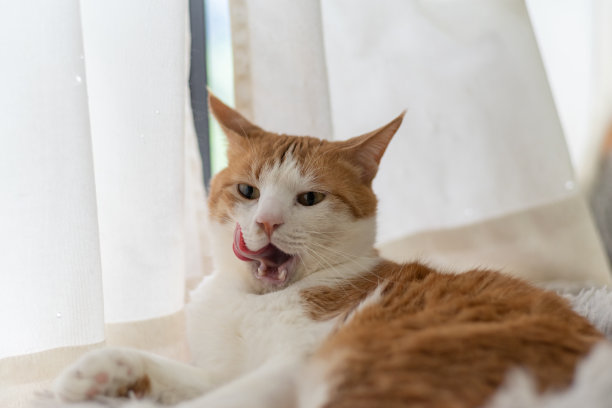 伸出舌头的猫图片下载