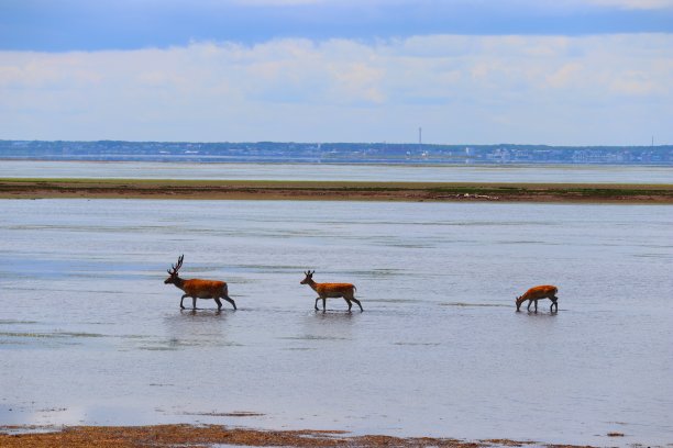 鹿家族图片下载