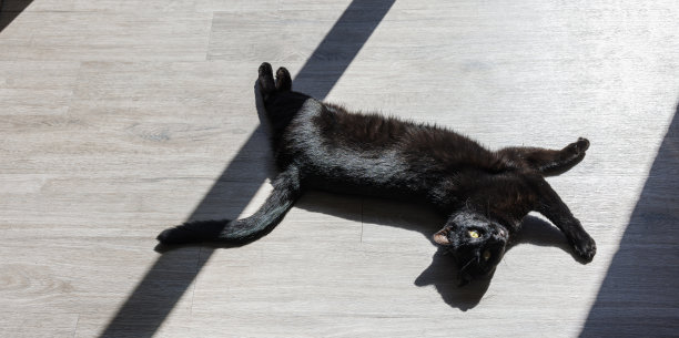 金眼黑猫沐浴着阳光，在阳光下在地板上打滚。阴影条纹交叉动物。俯视图，上图。本空间图片下载