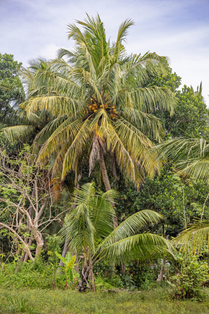 农场里的椰子树图片下载