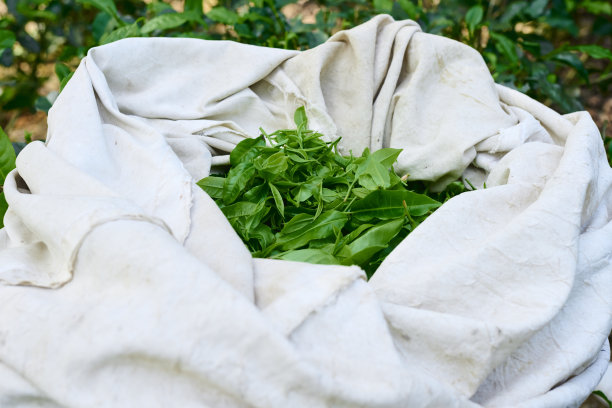 茶园里的新鲜茶叶。图片下载