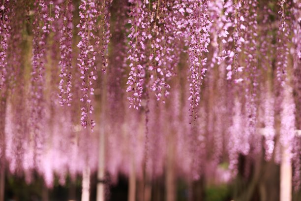在日本的春天挂紫藤图片下载