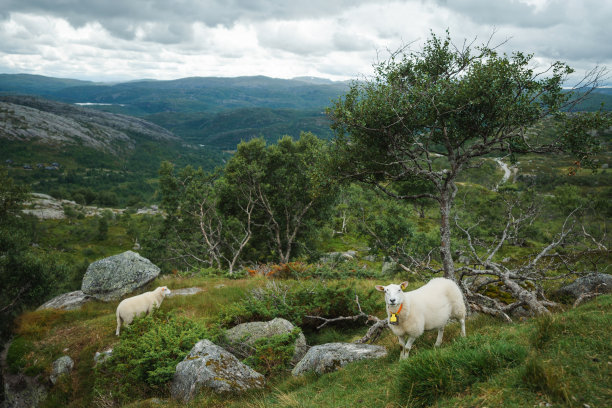 挪威高地牧场上的羊图片下载