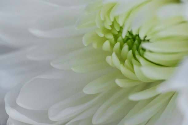 白色的菊花图片下载