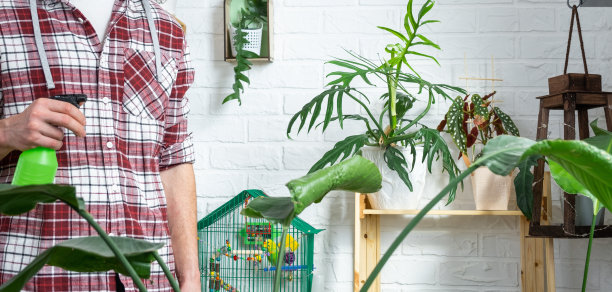 男人用喷枪喷洒她收藏的植物，这些植物在房子内部的架子上因爱而生长。家庭植物种植，温室，水分平衡，加湿图片下载