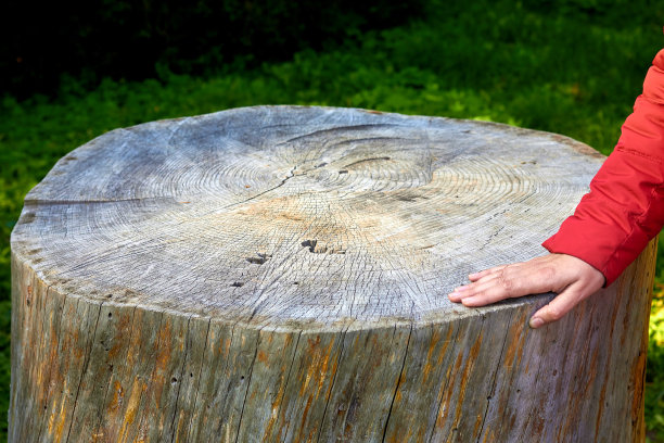 一棵大松树的老树桩和一个女人的手图片下载