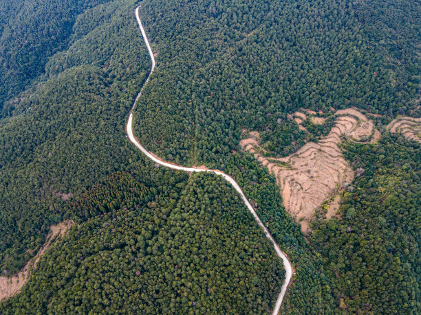 在森林间的道路上飞行图片下载