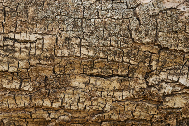 树皮图案是无缝纹理从树。用于背景木制品图片下载