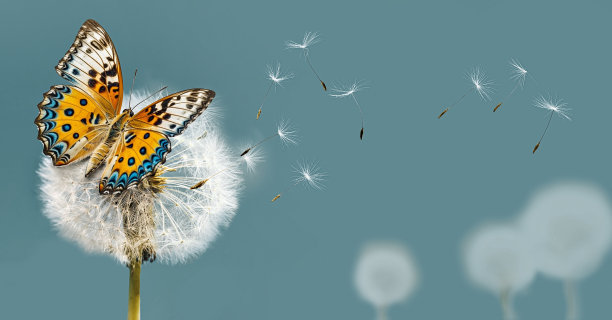 白色蒲公英和蝴蝶的特写，种子随风飘散图片下载