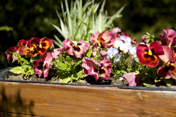 花园里的酒红色三色紫罗兰花。图片下载