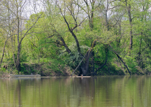在克罗地亚波列自然公园，从一艘观光太阳能船上俯瞰美丽的树木繁茂的Lonjsko萨瓦河河岸图片下载