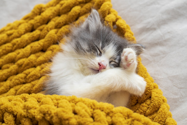 熟睡的可爱小猫的肖像。猫在床上打盹。舒适的宠物睡在舒适的家里。图片下载