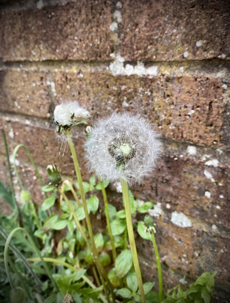 蒲公英时钟，种子，杂草，种子头靠近，砖墙。图片下载