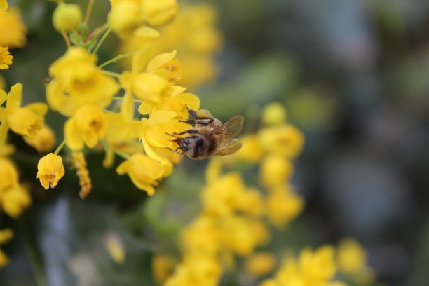 黄花上的蜜蜂图片下载