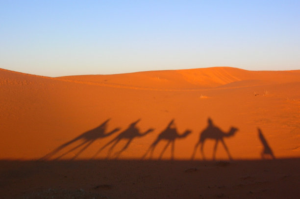 骆驼的影子映在撒哈拉沙漠的红色沙丘上，摩洛哥，梅尔祖加图片下载