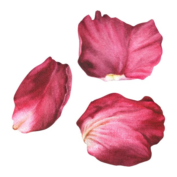 水彩植物插图。红玫瑰花瓣。孤立在白色背景上。手绘花。为剪贴簿设计贴纸，制作婚礼请柬，贺卡图片下载