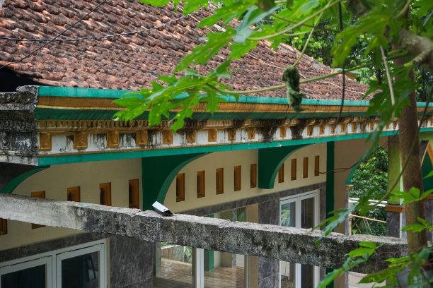 花园和院子里植物的库存照片图片下载