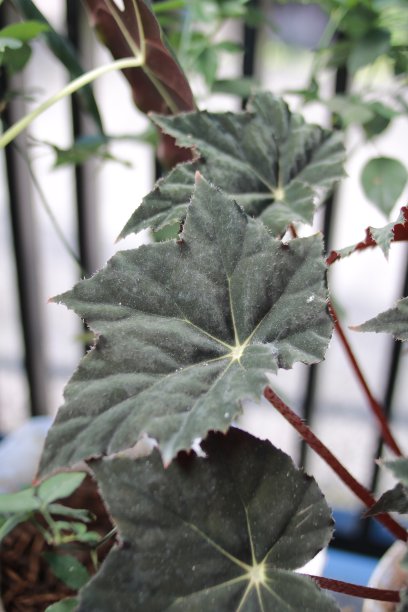 独特的叶子图片下载