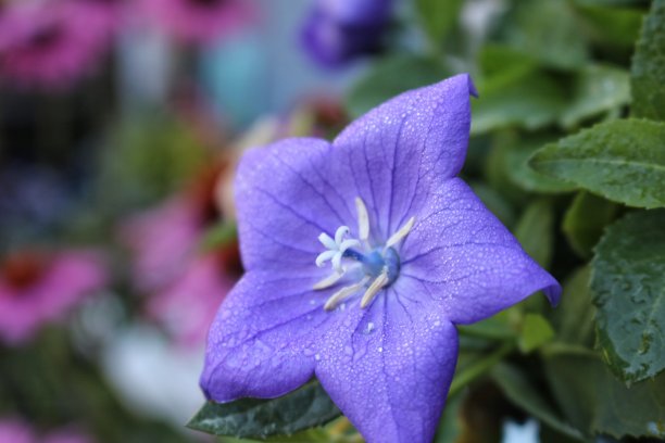 开花桔梗植物;紫锥菊的背景图片下载