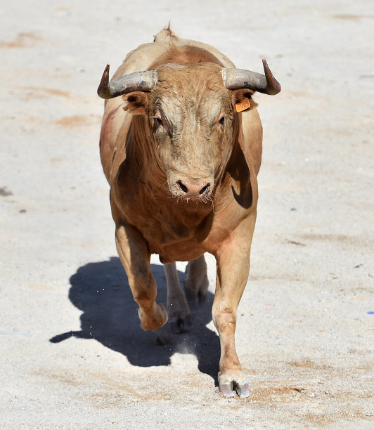 长着大角的强壮的西班牙公牛图片下载