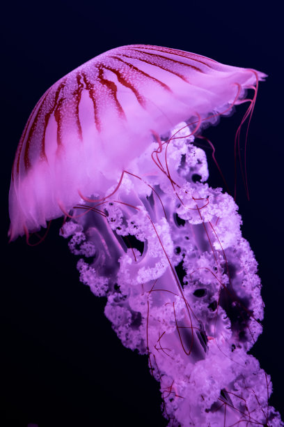 水母南美洲的荨麻(金荨麻属)，孤立在黑色背景上图片下载