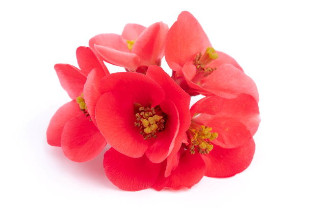 白色背景下的日本木瓜（Chaenomeles japonica）图片下载