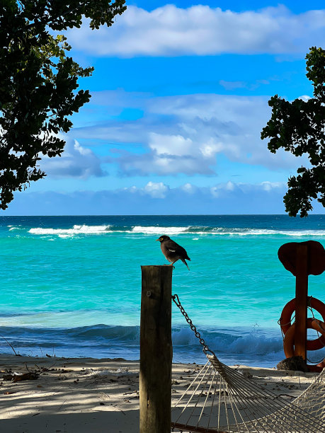 一只鸟站在吊床柱子上，面对着塞舌尔的大海图片下载