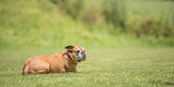 温顺的美洲斗牛犬正躺在绿色的草地上，全神贯注图片下载