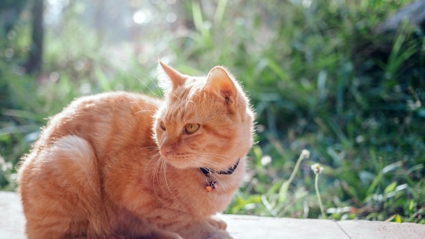 在清晨的阳光下，姜色虎斑小猫坐在花园的混凝土地板上望向一旁。橙猫户外图片下载