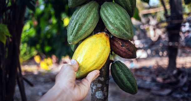 收获农业可可产业生产。可可种植者的手拿着可可树上成熟的黄色可可荚。图片下载
