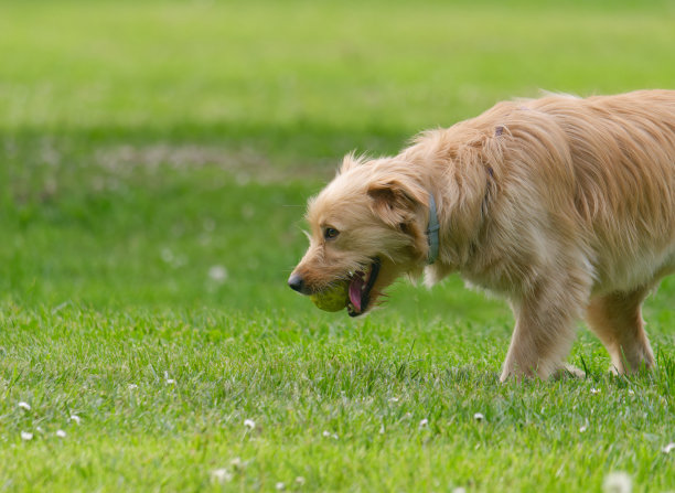 一只可爱的金毛猎犬在公园里玩球的特写照片图片下载