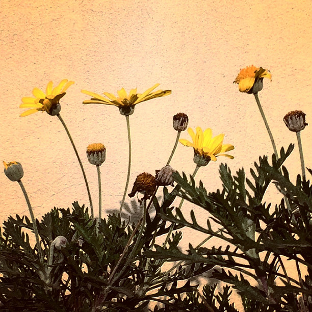 我花园里的花很漂亮图片下载