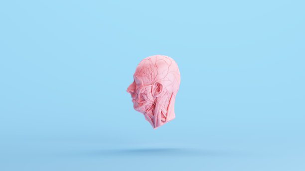 粉红色解剖Ecorche人类头部医学肌肉组织雕塑轮廓模型蓝色媚俗背景左视图图片下载