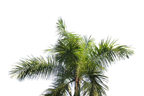 绿色椰子叶或树枝孤立在白色背景与剪辑路径。选择重点。图片下载