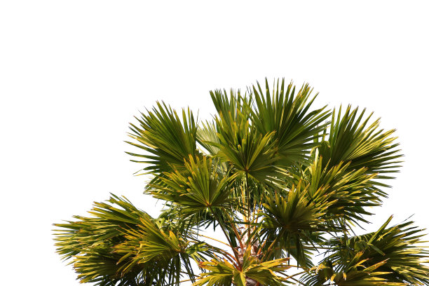 绿色椰子叶或树枝孤立在白色背景与剪辑路径。选择重点。图片下载