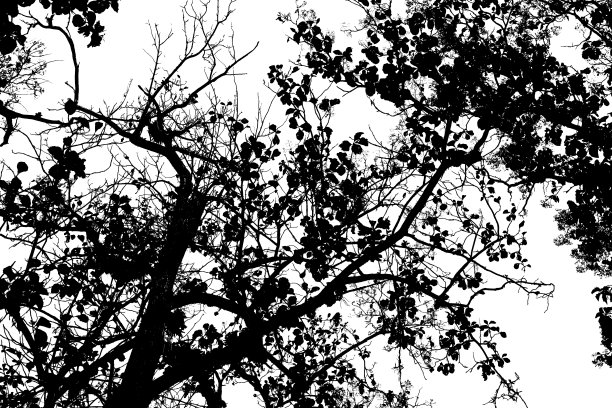 剪影树枝孤立与白色背景和剪贴路径。图片下载