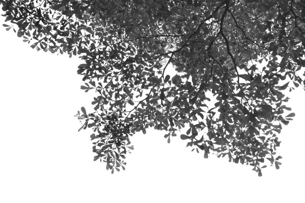 剪影树枝孤立与白色背景和剪贴路径。图片下载