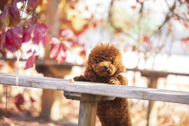 一只玩具狮子狗在秋天图片下载