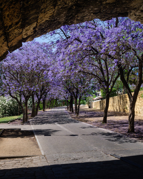西班牙塞维利亚市的一条街道上，盛开着紫花苜蓿的美丽照片。图片下载