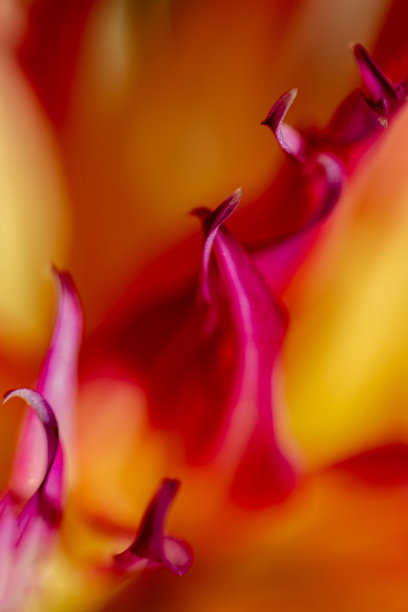 一朵花的微距极简摄影图片下载