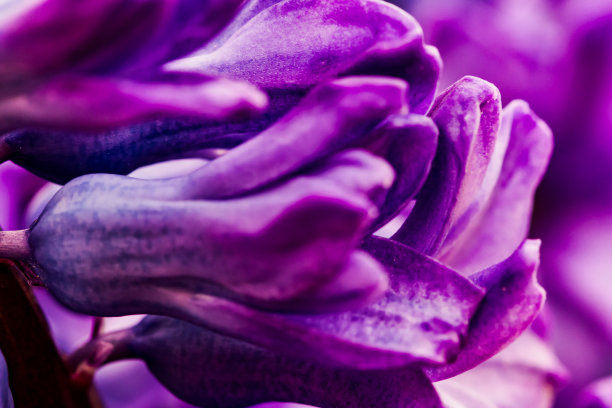 一朵花的微距极简摄影图片下载