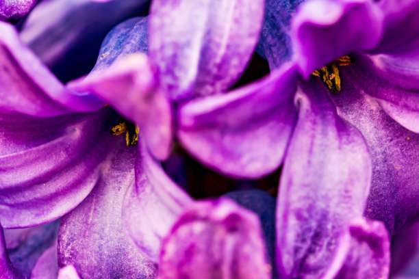一朵花的微距极简摄影图片下载