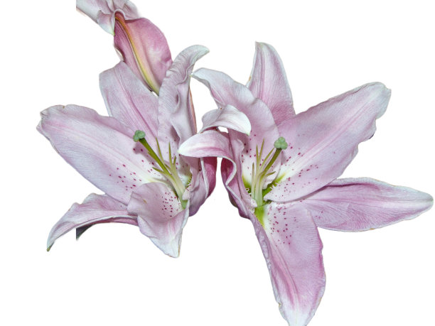 孤立于白色背景上的帝王百合图片下载