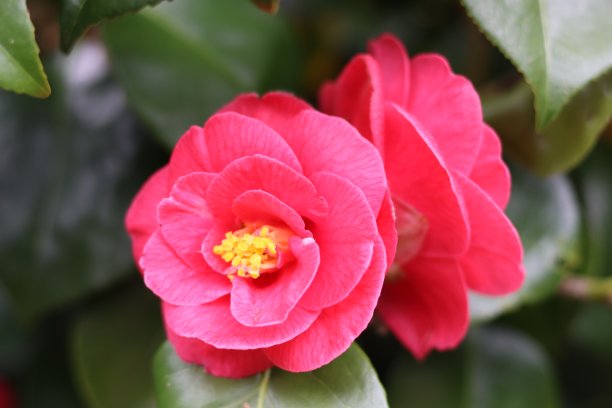大的粉红色的山茶花盛开的特写图片下载